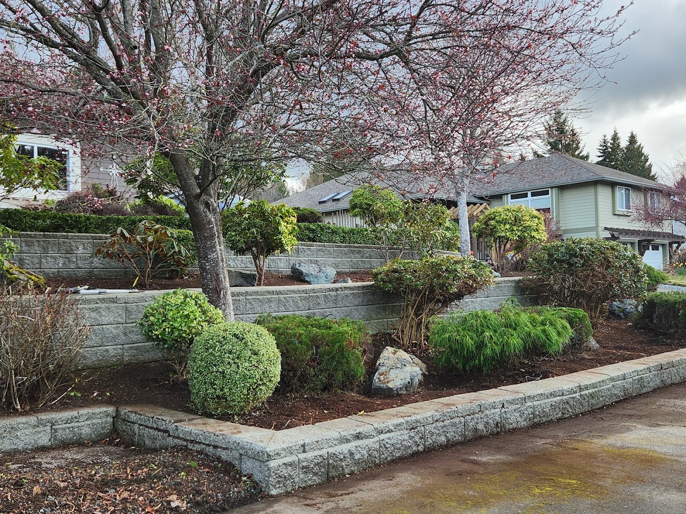 Finished terraced garden with retaining walls, rounded shrubs and a flowering tree by Fairytale